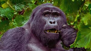 Why Gorilla Trekking in Uganda Is the Ultimate Safari Experience for 2026/2027