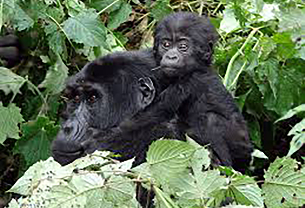 Are Mountain Gorillas Different From Lowland Gorillas in 2026?