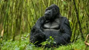How Does Gorilla Tourism Benefit Local Communities?