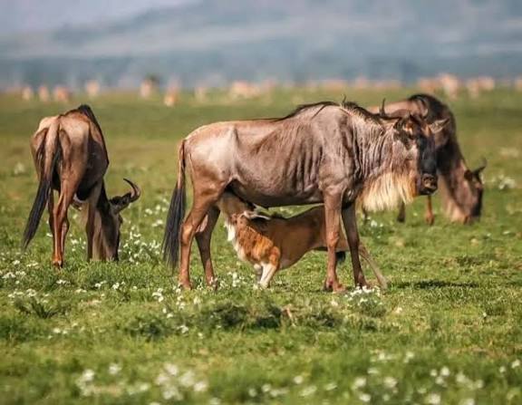 Wild Beast Migration Travel Guide 2026–2027?