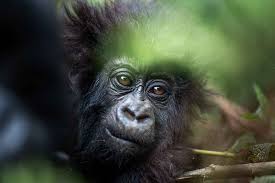 How Difficult Is Gorilla Trekking 2026? Complete Fitness Guide for First-Time Trekkers
