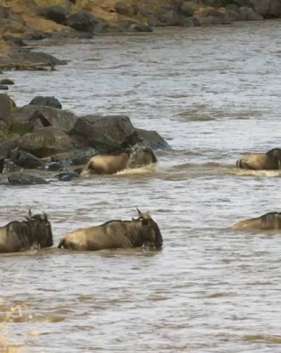 The Great Wildebeest Migration