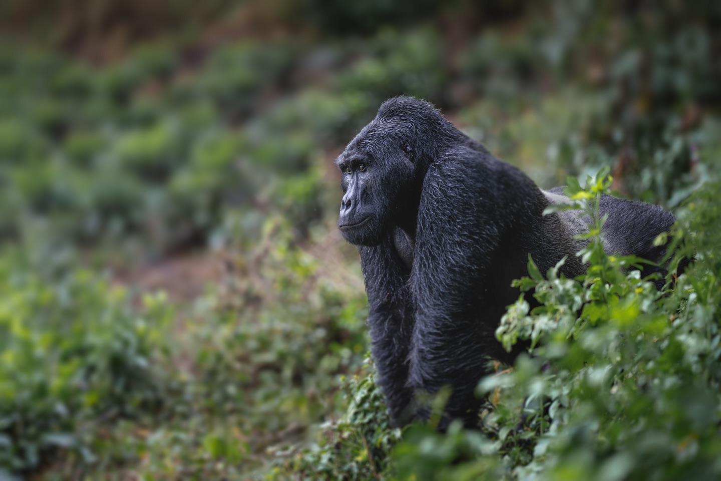 Luxury Gorilla Trekking Tours in Uganda 2027