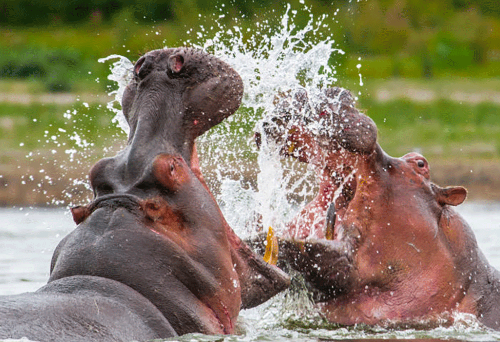 What is the best time to visit Uganda 2026-2027?