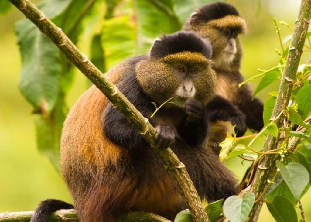 Rwanda