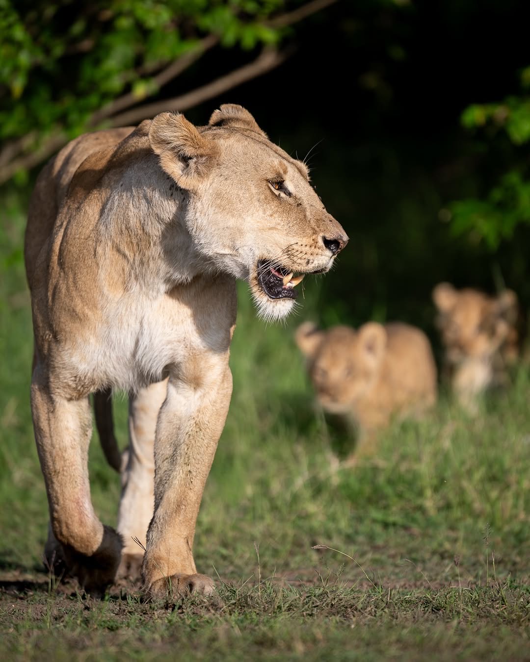 7 Days Uganda Safari – Gorilla Trekking, Chimpanzees & Wildlife Tour