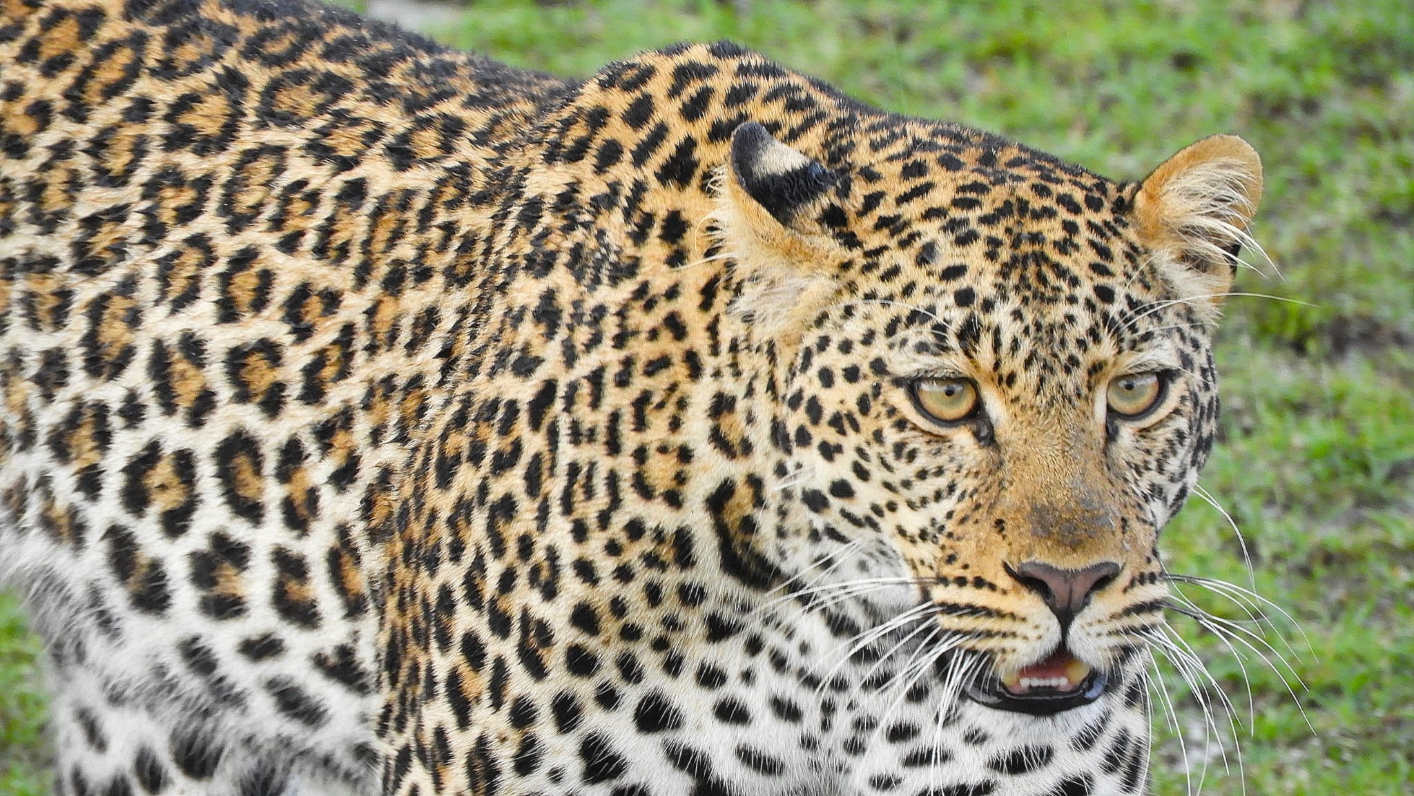 9-Day Uganda African Big Five Safari Experience with Ziwa Rhinos