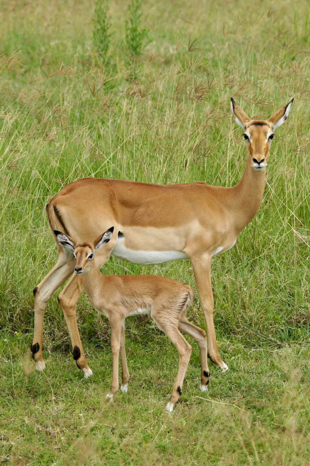 7 Days Queen Elizabeth, Gorilla Trekking in Bwindi & Lake Mburo Safari