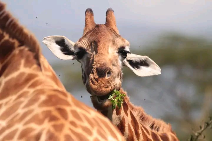 1 Day Nairobi City Tour – Best Nairobi Sightseeing Experience