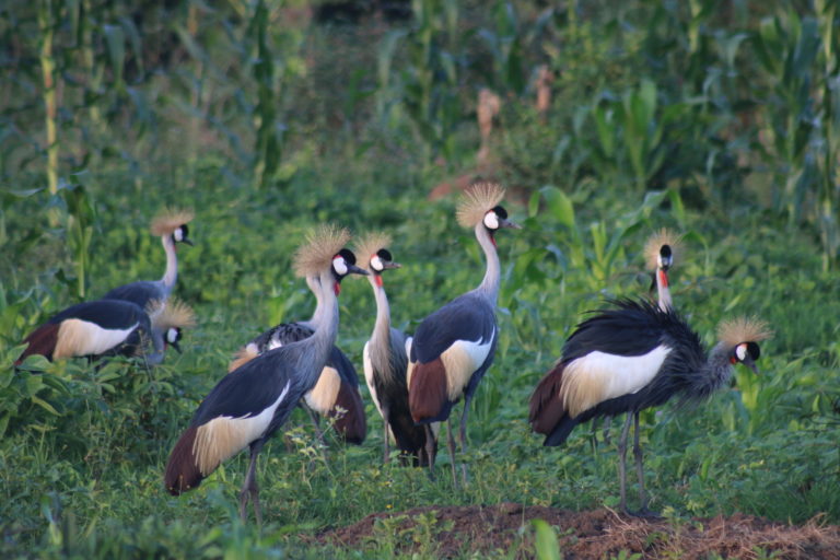 3 Days Kenya Birding Safari – Lake Nakuru & Lake Naivasha