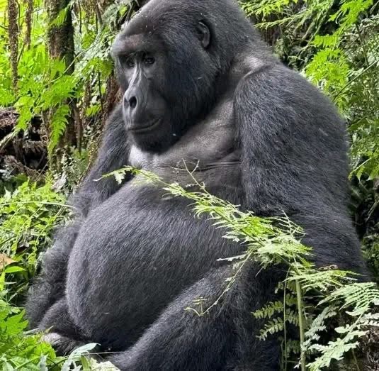 6 Days Uganda Gorilla Trekking Safari | Bwindi & Queen Elizabeth Tour