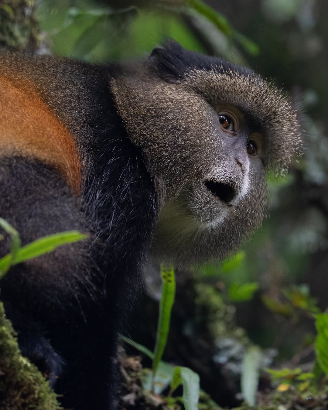 9 Days Uganda & Rwanda Adventure Safari – Gorilla Trekking & Wildlife