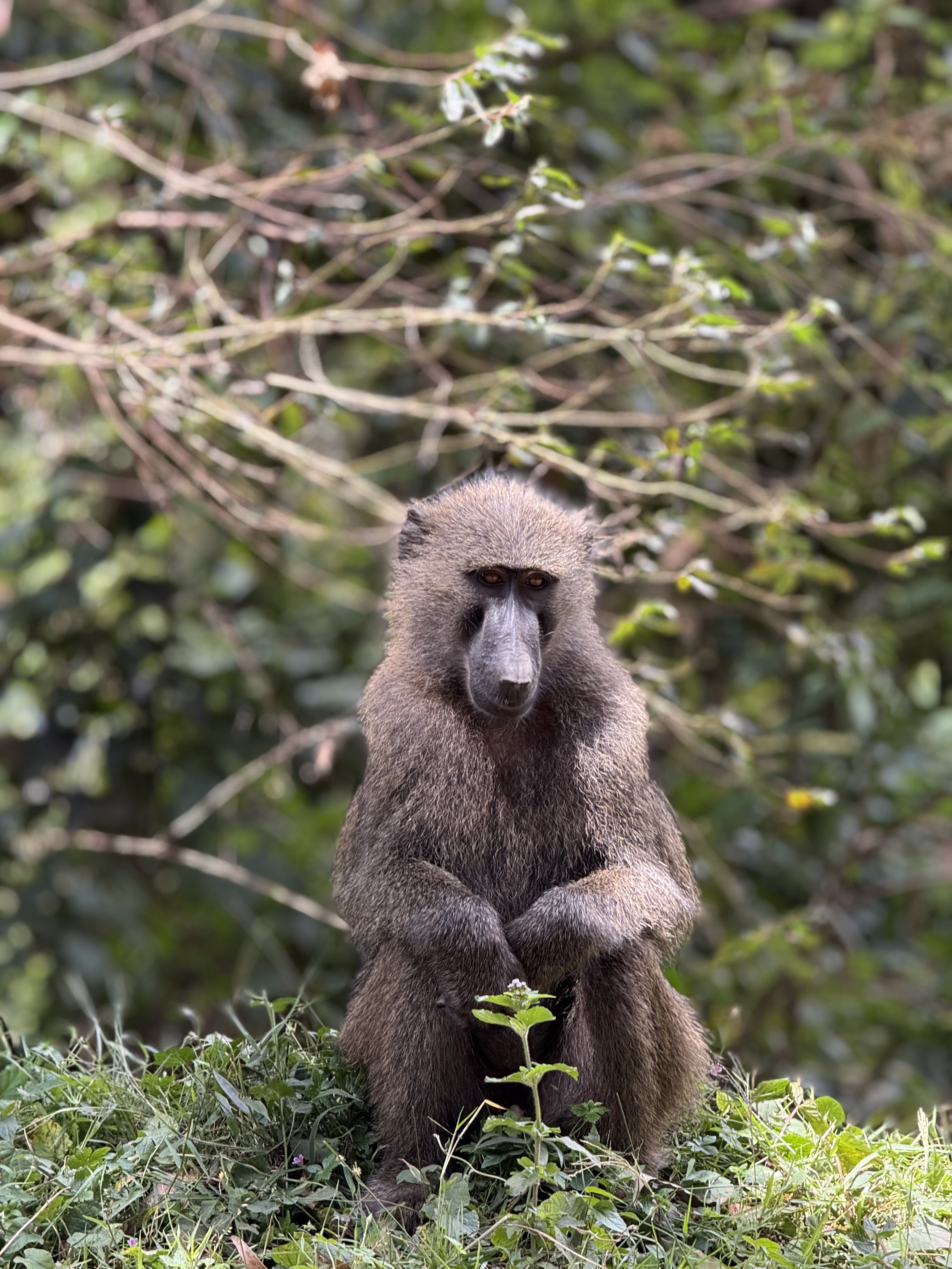 6 Days Uganda Safari Tour – Gorilla Trekking & Wildlife Safari
