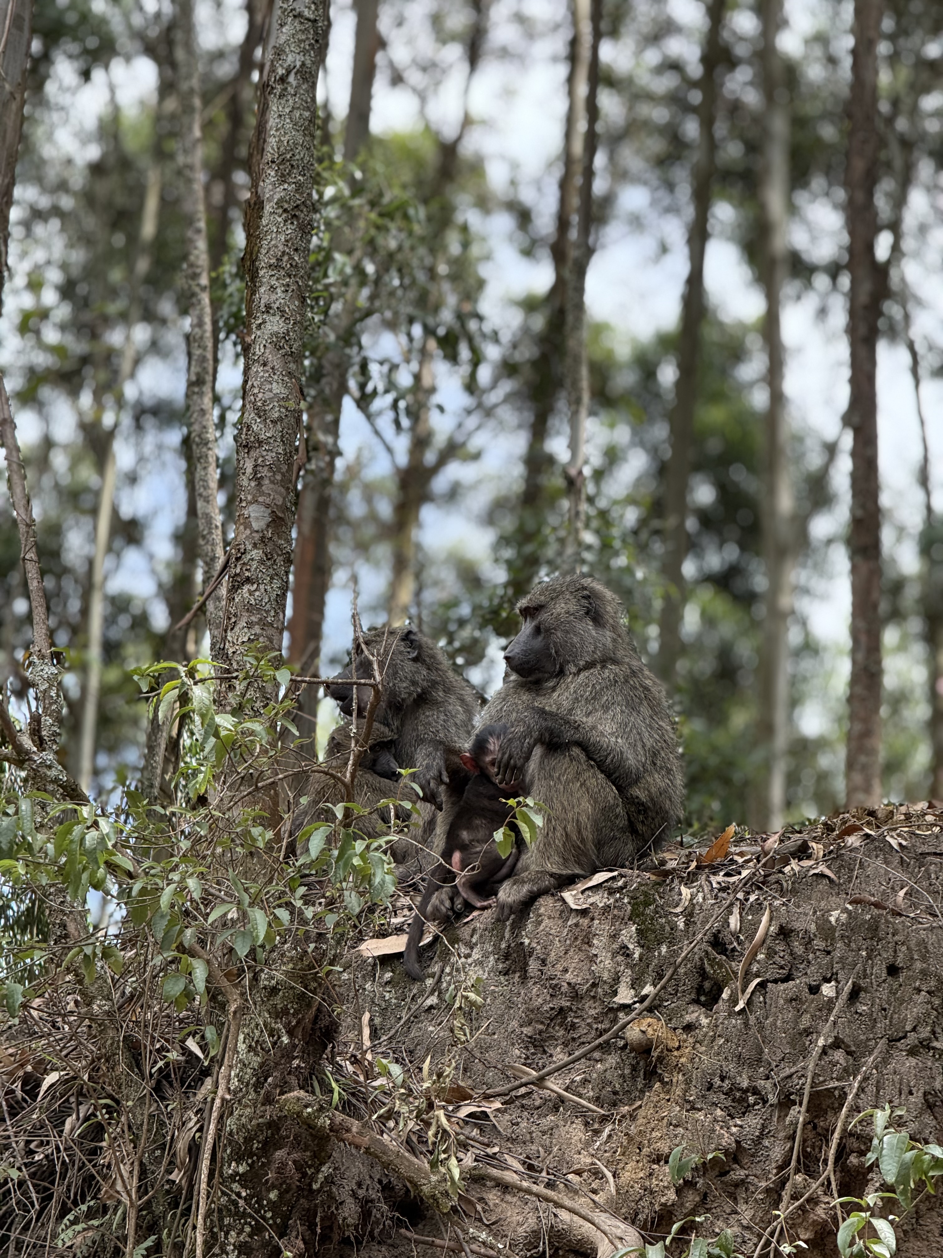 4 Days Rwanda Tour – Gorilla Trekking & Lake Kivu Safari
