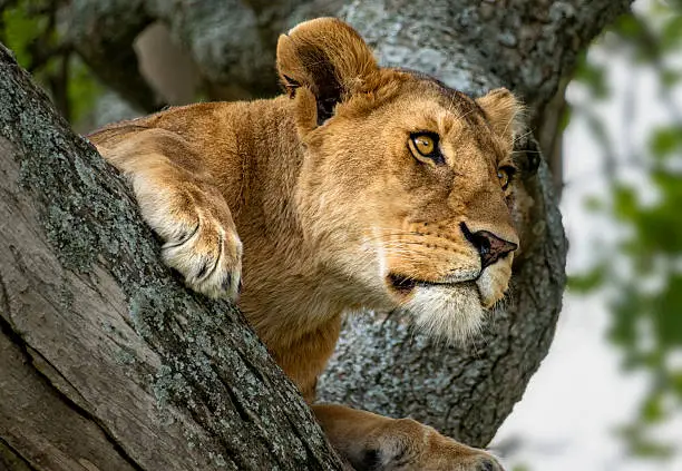 7 Days Tanzania Safari | Serengeti, Ngorongoro, Tarangire & Lake Manyara