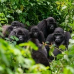 Bwindi Forest National Park