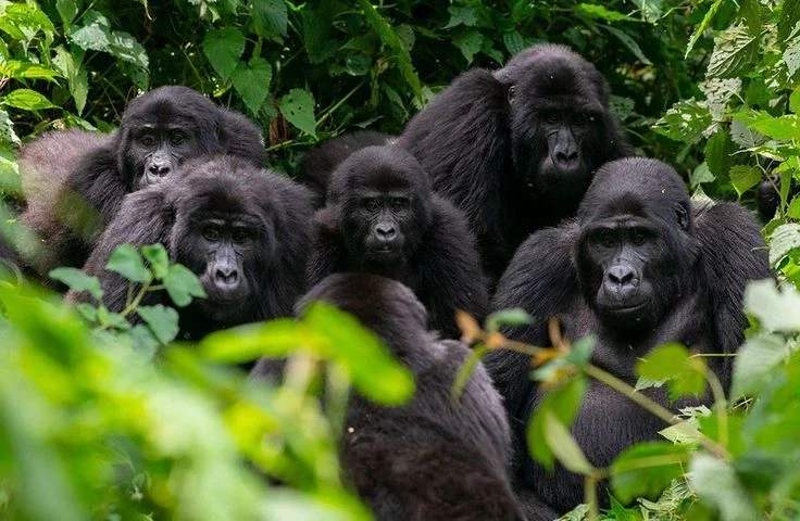 Bwindi Forest National Park