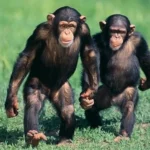 Kibale National Park