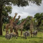 Kidepo Valley National Park
