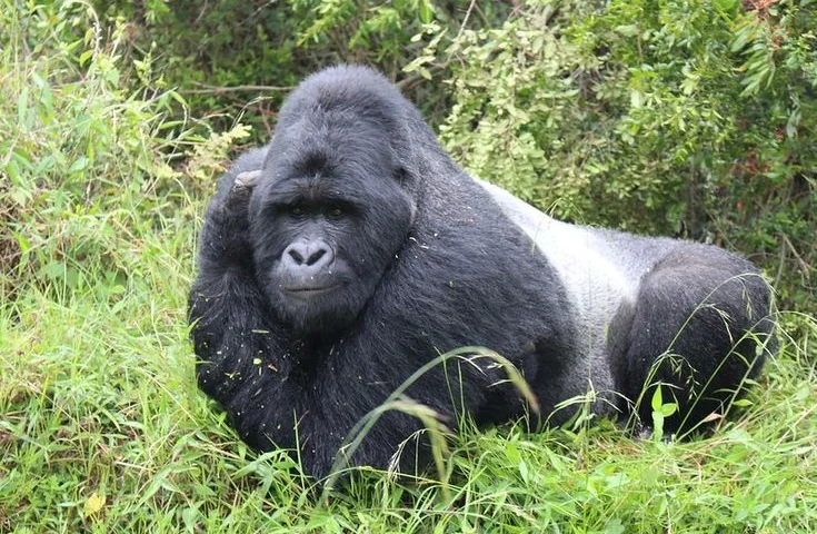 Mgahinga National Park