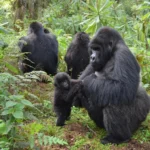 16 Days Uganda Tour
