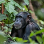 5 Days Gorillas and Chimp Trekking