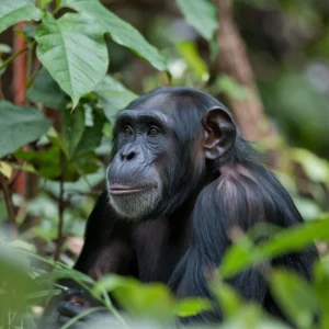 5 Days Gorillas and Chimp Trekking