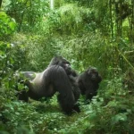 5 Days Gorilla and Wildlife Safari