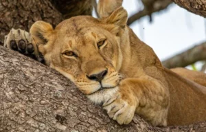 5 Days Queen Elizabeth National Park and Kibale Forest