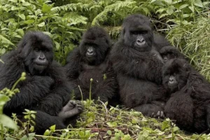 4 Days Bwindi Gorilla Trekking
