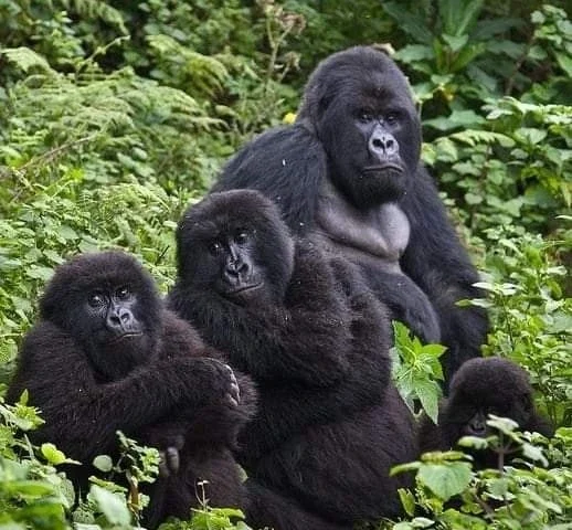 5 Days Gorillas and Wildlife Safari