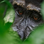 3 Days Chimpanzee Ngamba Island