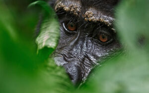 3 Days Chimpanzee Ngamba Island