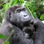 4 Days Rwanda Gorilla Trekking