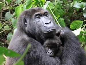 4 Days Rwanda Gorilla Trekking