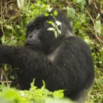 5 Days Rwanda Gorilla Trekking