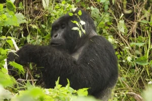 5 Days Rwanda Gorilla Trekking