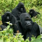 Gorilla Trekking 2 days Rwanda-Uganda