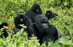 Gorilla Trekking 2 days Rwanda-Uganda
