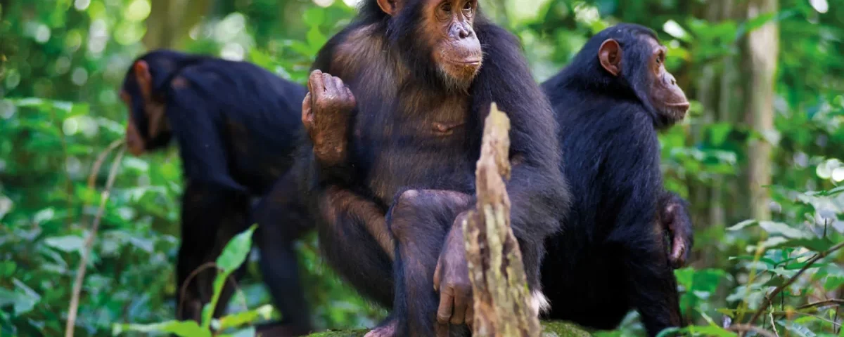 Rwanda Gorillas & Chimpanzee Tracking Safari