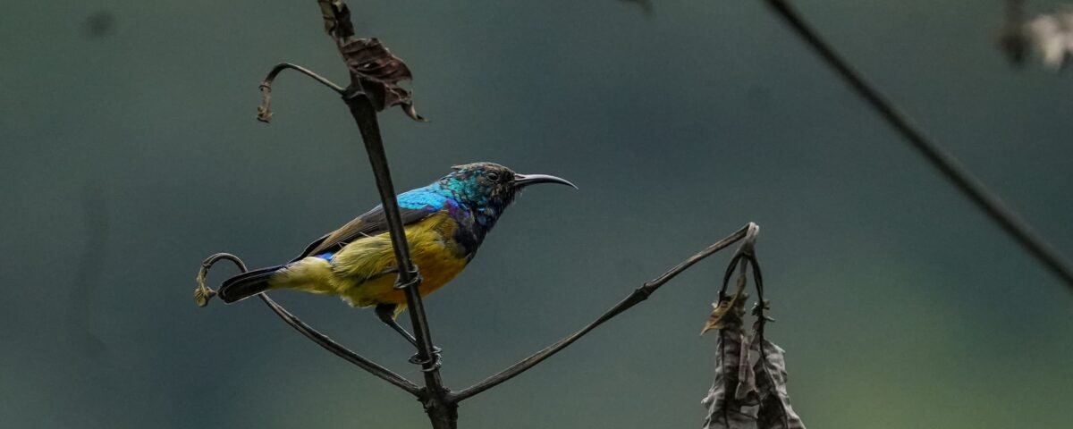 Birding