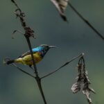Birding