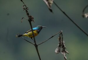 Birding