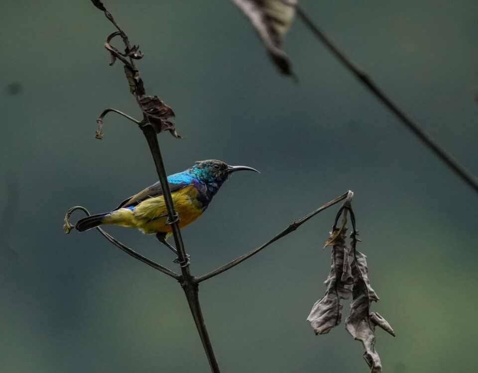 Birding