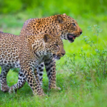 Top 10 Spots for Stunning Wildlife Photography in Uganda