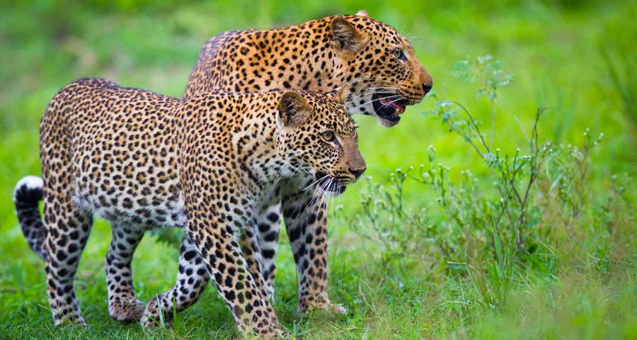 Top 10 Spots for Stunning Wildlife Photography in Uganda