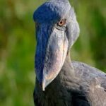 Sustainable Tourism in Uganda