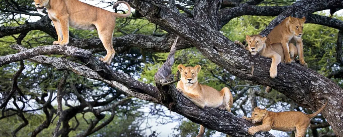 Responsible Travel Matters in Uganda’s National Parks