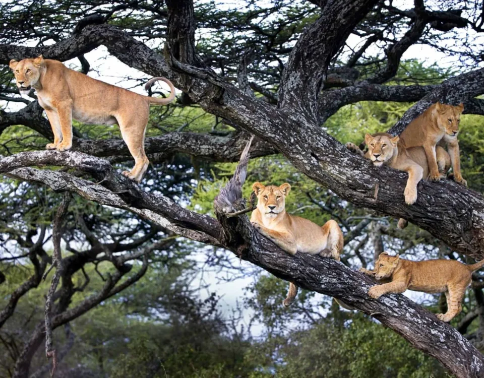 Responsible Travel Matters in Uganda’s National Parks