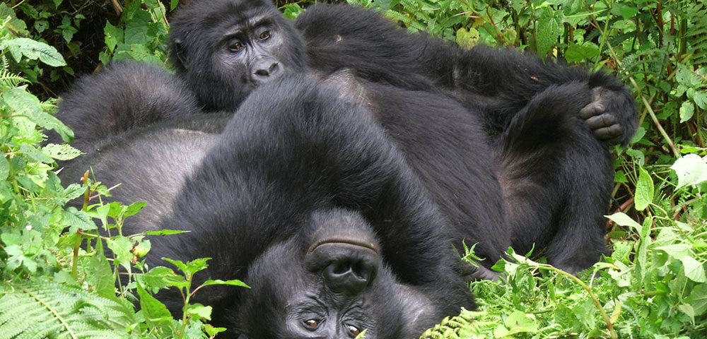 Luxury Gorilla Trekking